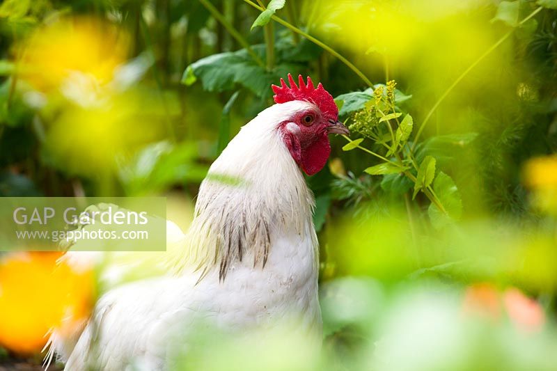 Poulets dans le jardin