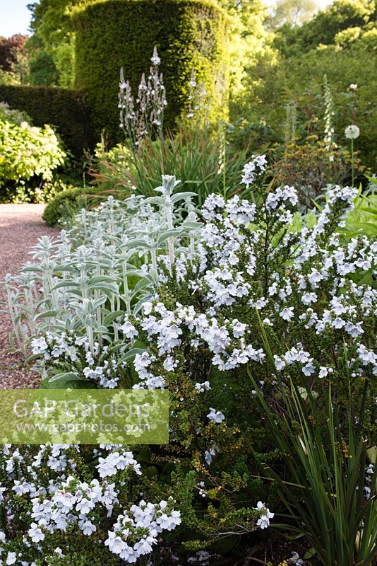 Le jardin herbacé bleu et blanc avec buisson de menthe des Alpes - Prostanthera cuneata et Stachys