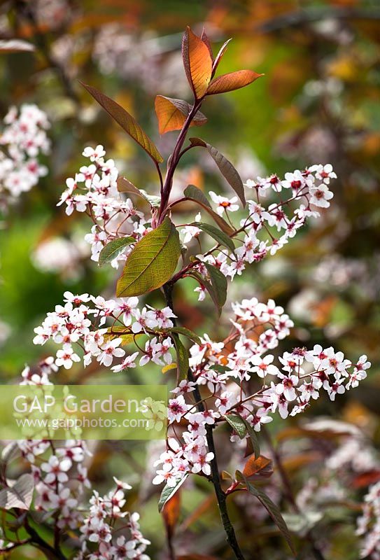 Prunus padus 'Colorata '. Cerisier des oiseaux