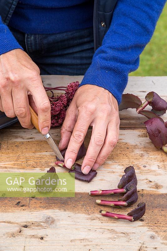 Femme prenant des boutures de Sedum 'Purple Emperor' - enlever les feuilles à l'aide d'un couteau bien aiguisé