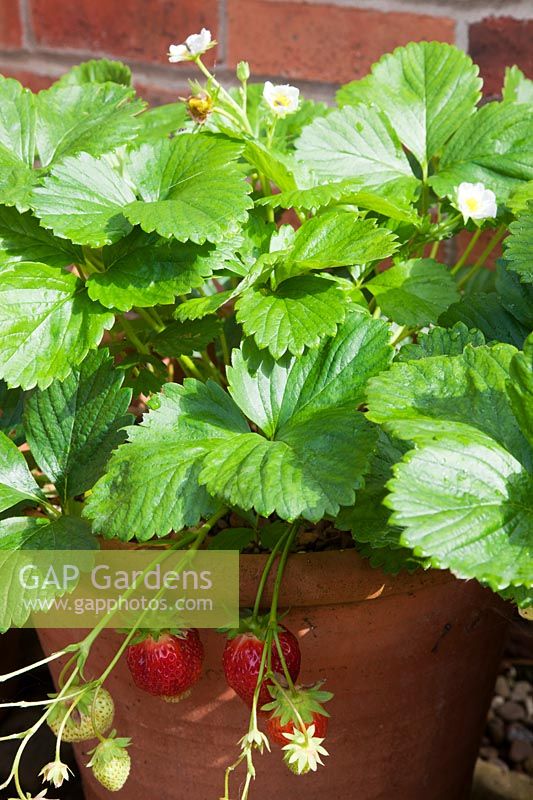 Fraise perpétuelle 'Mara de Bois' en pots en terre cuite.