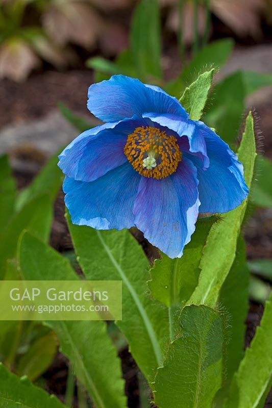 Meconopsis 'Lingholm' - Groupe bleu fertile