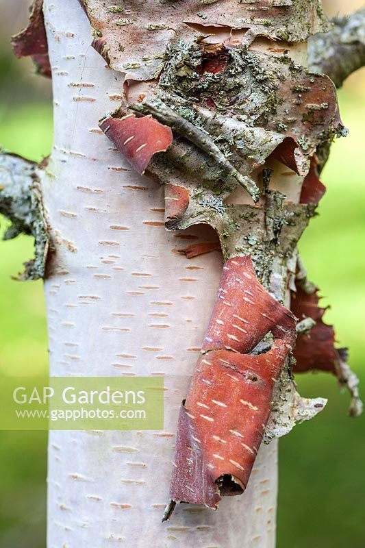 Betula dahurica 'Maurice Foster' - détail d'écorce d'arbre