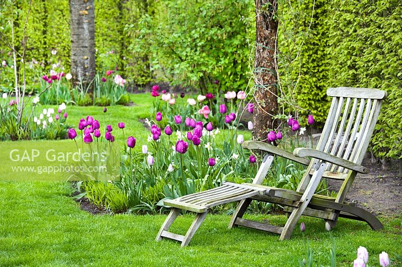 Parterre de printemps de tulipes et fauteuils en bois dans un verger. Tulipa 'Don Quichotte', Tulipa 'Mistress Mystic', Tulipa Negrita, Muscari et Narcissus 'Ice Follies '.