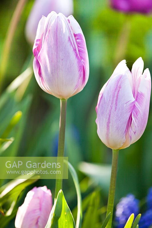 Tulipa 'Gabrielle'