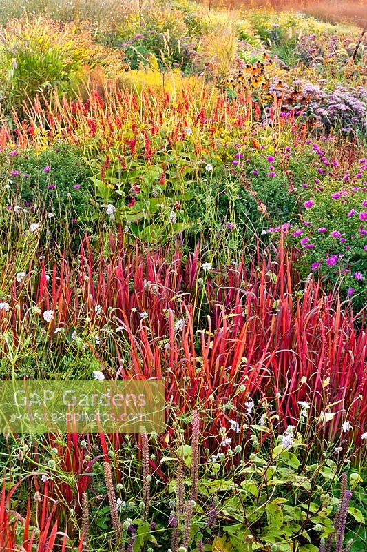 Parterre de plantes vivaces et d'herbes de fin d'été dont Imperata cylindrica 'Red Baron' et Persicaria amplexicaulis 'JS Caliente'