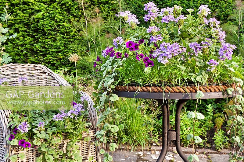 Table verte plantée de Surfinias et annuelles - Jardin Hetty van Baalen, Pays-Bas