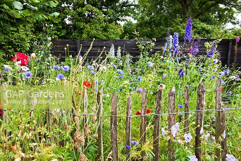 Pâte de châtaigne ronde plantation mixte de Geranium pratense 'Cranebill de prairie' Mme Kendall Clark ', coquelicots, bleuets, roses, pois de senteur et Delphinium elatum. Jardin Hetty van Baalen, Pays-Bas