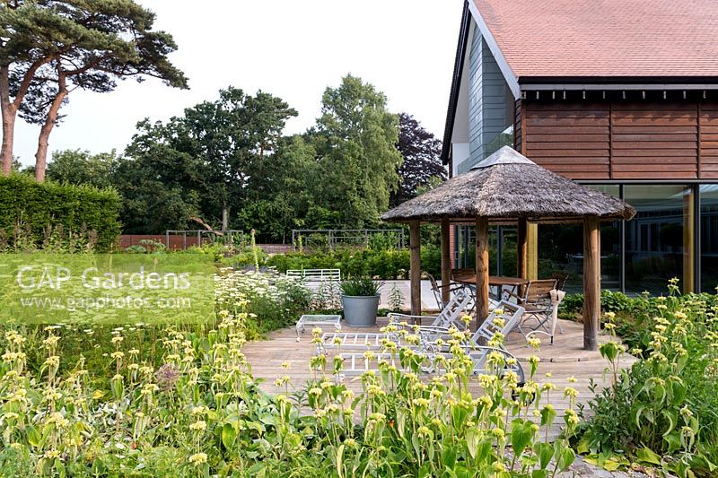 Phlomis russeliana à côté de la terrasse en bois avec un kiosque au toit de chaume et des meubles de jardin en bois et métal contemporains dans le jardin conçu par Tom Hoblyn à Heatherbrae