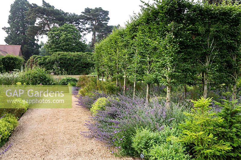 Charme blanchi - Carpinus betulus et Nepeta 'Walker's Low' dans le jardin conçu par Tom Hoblyn à Heatherbrae