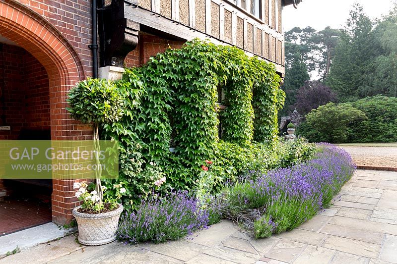 Lavandula angustifolia et Ivy poussant à l'entrée principale de la maison à Heatherbrae, dans un jardin conçu par Tom Hoblyn à Heatherbrae