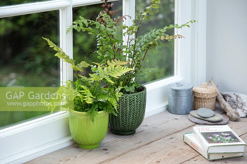 Plantes d'intérieur fougère mixte, y compris Adiantum - Fougère maidenhair dans des pots verts vitrés dans un rebord de fenêtre