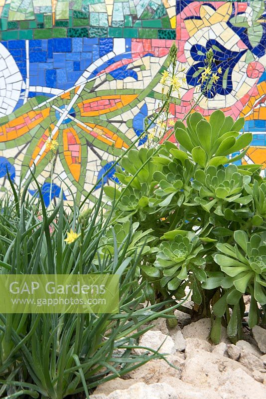The Viking Cruises Garden of Inspiration - Un mur de mosaïque incurvé inspiré par les caractéristiques de Gaudi dans le jardin Vicking Cruise avec Aeoniums, Senecio mandraliscae marine poussant dans le gravier et un oranger,