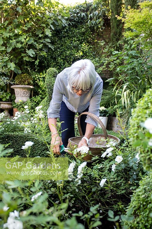Propriétaire, Yvonne Marks découvre l'étalon rose 'Polar' - Crowmarsh House, Kent.