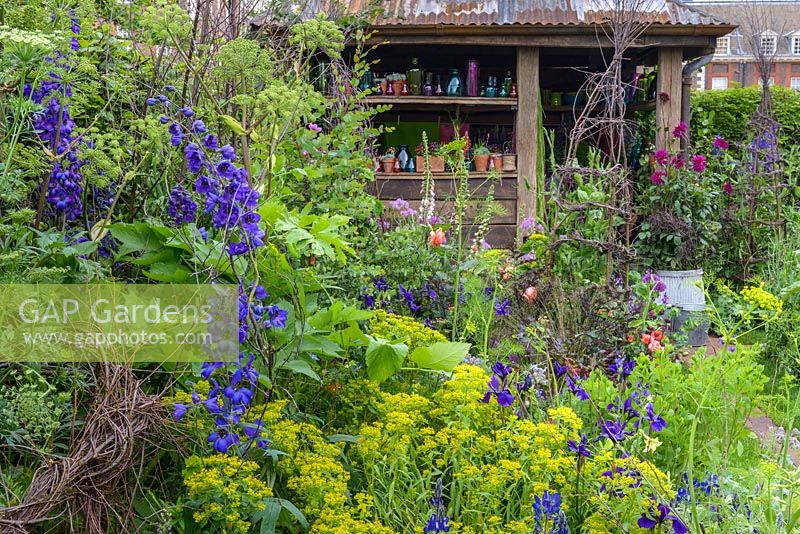 The Anneka Rice Color Cutting Garden - Plantation de vivaces avec Delphinium 'Black Knight' et Alchemilla mollis devant un abri de jardin artisanal - RHS Chelsea Flower Show 2017