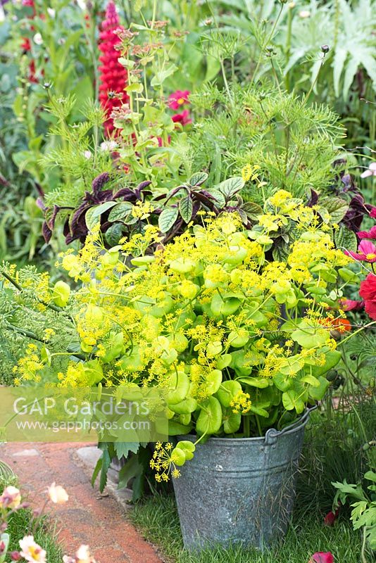 Le jardin de coupe de couleur de riz d'Anneka - Smyrnium perfoliatum dans un seau en argent - RHS Chelsea Flower Show 2017