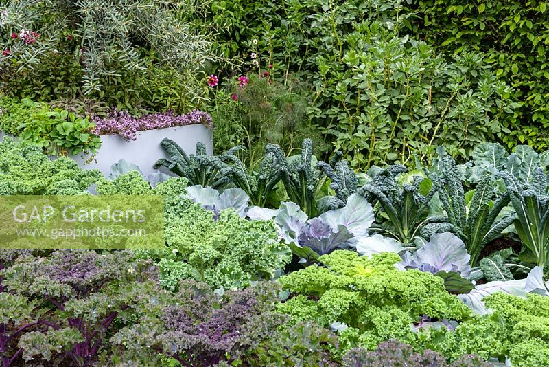 The Chris Evans Taste Garden - Trois variétés différentes de chou frisé, dont 'Cavolo Nero', chou rouge et fèves - RHS Chelsea Flower Show 2017 -