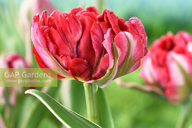 Tulipa 'Eternal Flame' - Tulipe Double Early Group