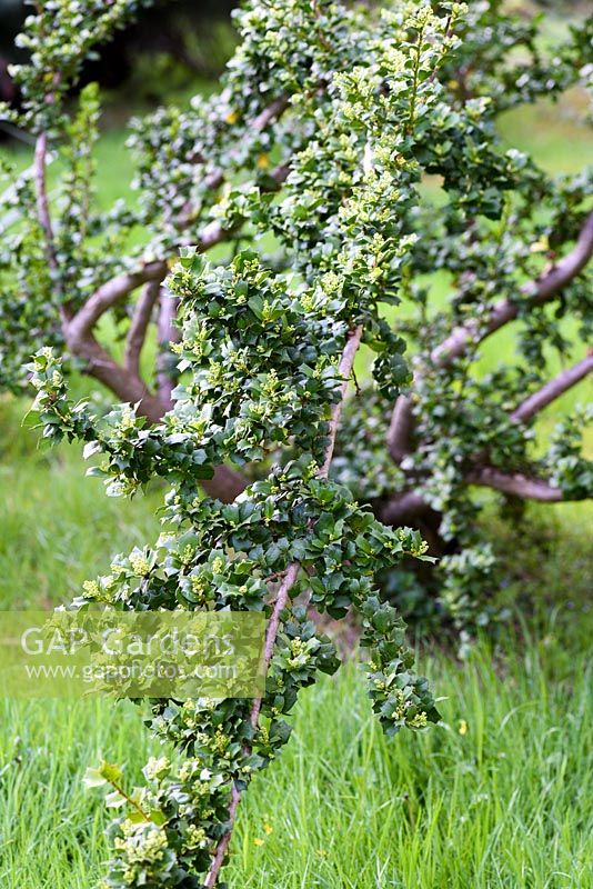 Griselinia jodonifolia