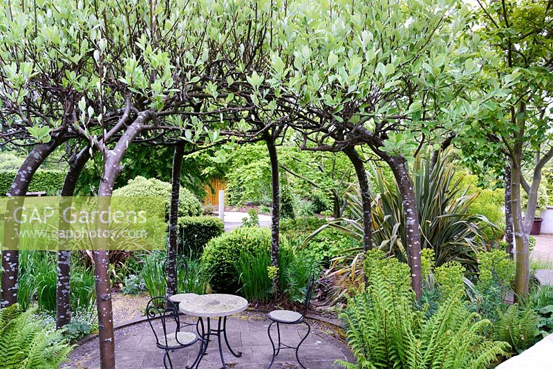 Sorbus aria formé dans une tonnelle entourée de plantes à feuillage solide, y compris le phormium, les euphorbes et les fougères au RHS Wisley Garden