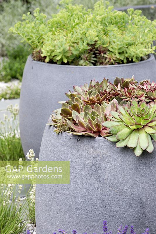Sempervivum en pot de béton gris moderne sur dalles de pavage en pierre. Jardin de guérison urbain - Hampton Court Flower Show 2015