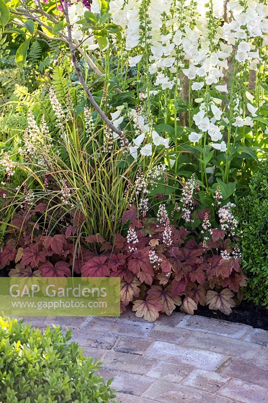 Heucherella 'Sweet Tea' et Digitalis purpurea f. albiflora planté - Squire's Garden Centres: Urban Oasis garden - Hampton Court Flower Show 2015