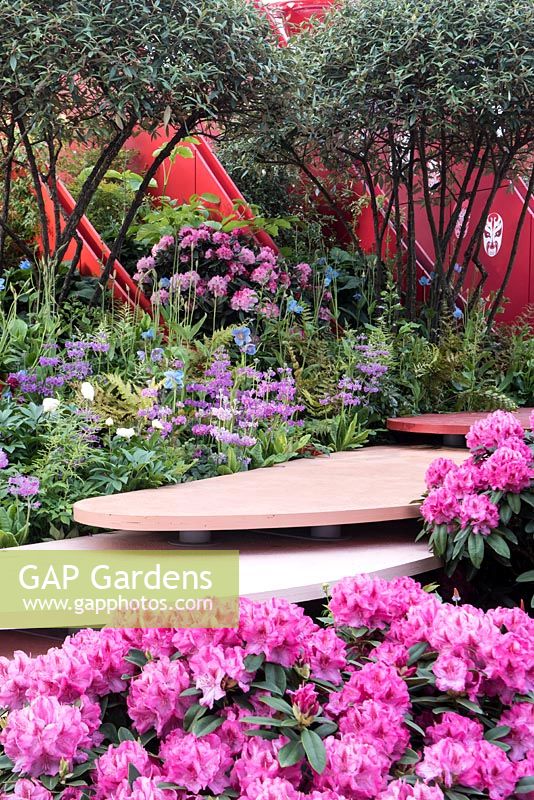 Une gamme de panneaux de séparation roses intercalés avec Viburnum rhytidolphyllum, Rhododendron divers, pivoines blanches, Primula beesian - The Chengdu Silk Road Garden - RHS Chelsea flower show 2017 - Designer: Laurie Chetwood et Patrick Collins