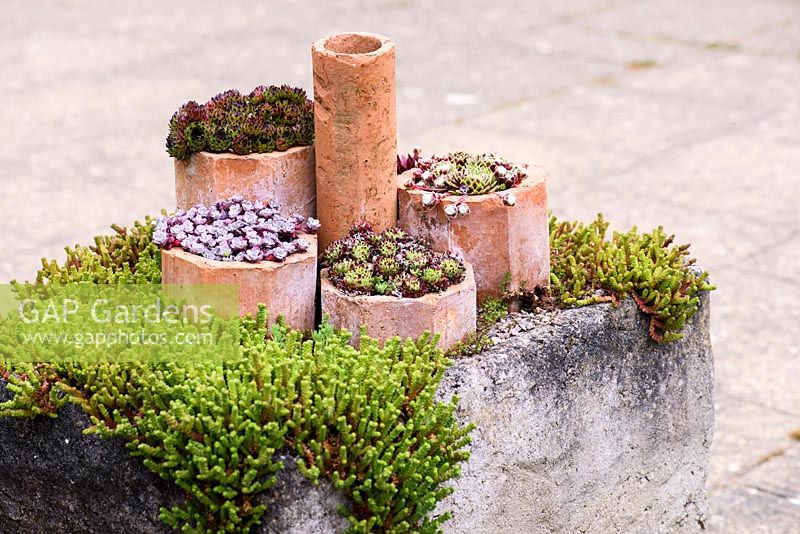 Succulentes rustiques, y compris les Sempervivums et Sedums dans les tuyaux en argile