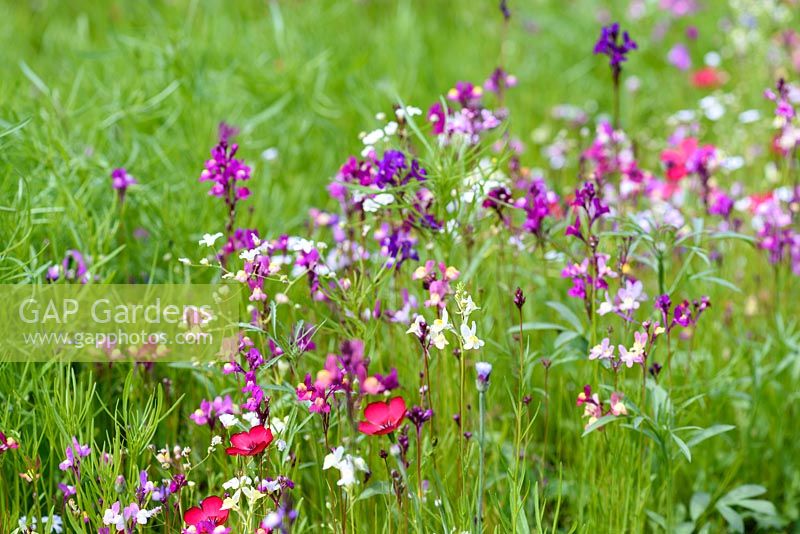 Fleurs annuelles en prairie dont Linaria maroccana 'Sweeties' et lin écarlate, Linum grandiflorum 'Rubrum' à RHS Harlow Carr en juillet