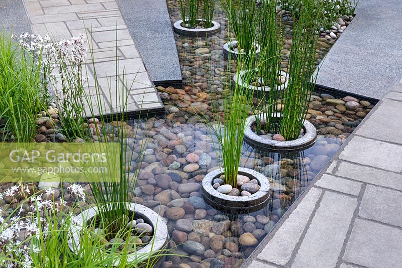 Greening Grey Britain Garden - Une piscine avec des zones de plantation rondes avec Equisetum fluviatile - RHS Chelsea Flower Show 2017