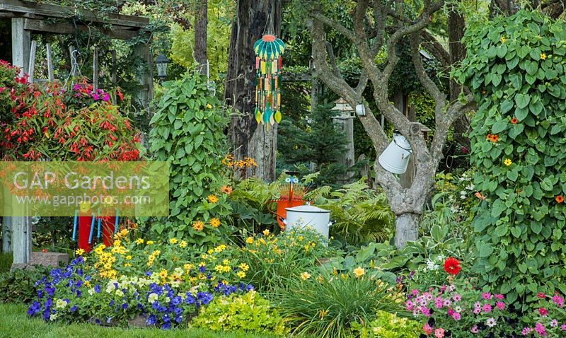 Parterre de fleurs mélangé planté de Thunbergia alata, Fuchsia, Petunia et Hemerocallis