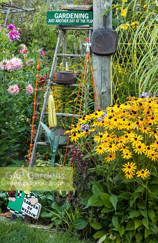 Une échelle affichant des ornements dans un parterre de Rudbeckia et Dahlia