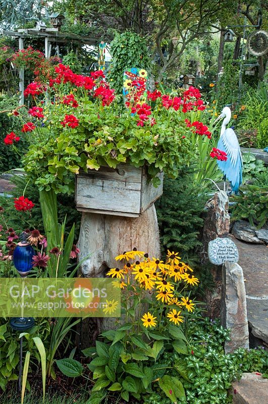 Plantation mixte de Rudbeckia, Echinacea, Lamium et Pelargonium