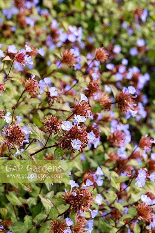 Ceratostigma willmottianum