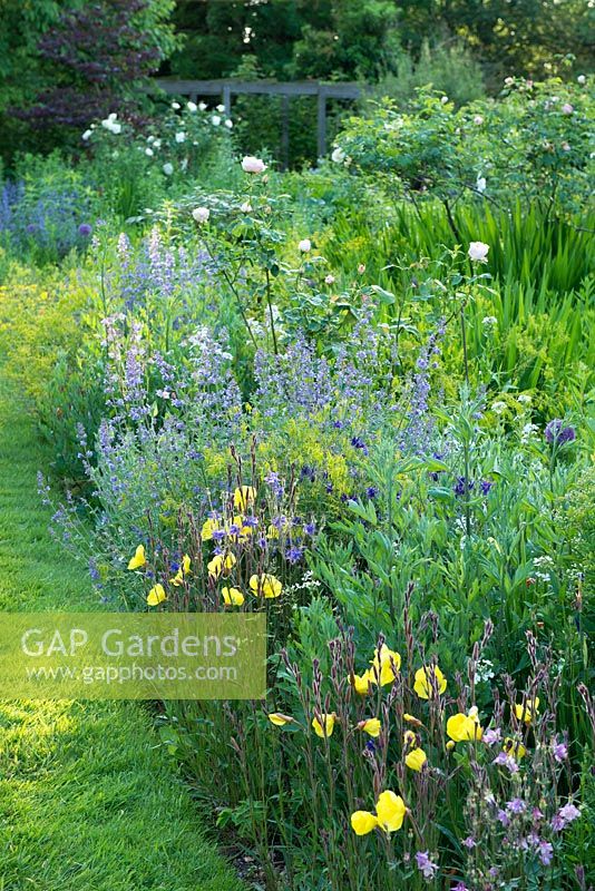 Nepeta en parterre de fleurs avec anthemis, aquilegias et Oenothera stricta 'Sulphurea'