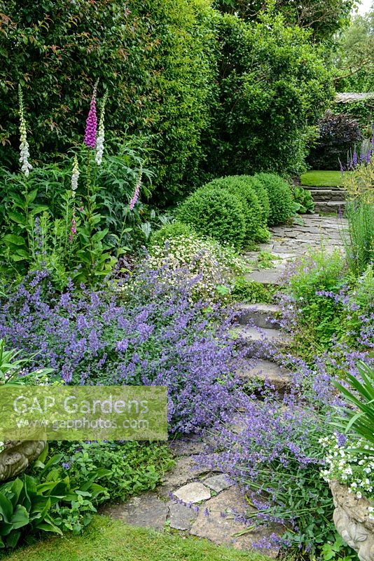 Petit jardin en pente avec une série de marches en pierre, de pavés et de pelouses. Parterre de digitales, nepeta, erigeron et muguet.