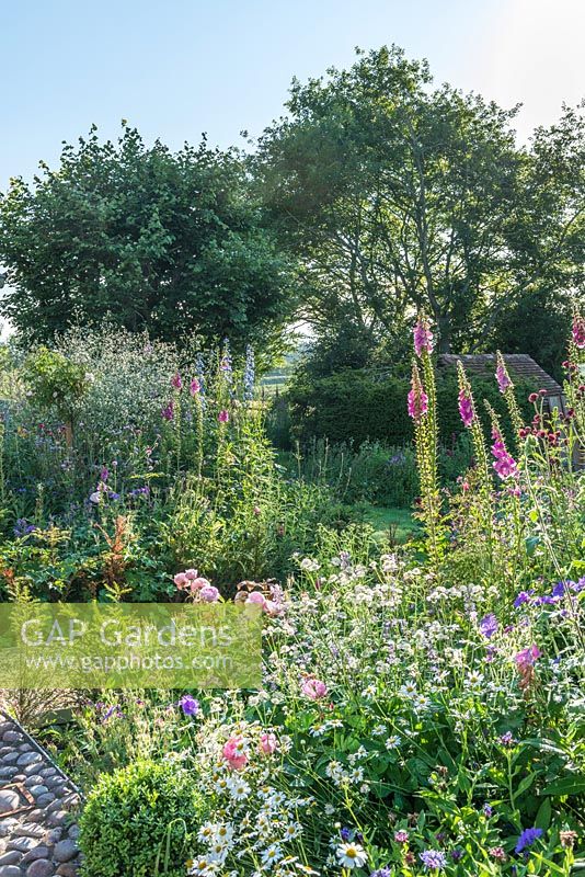 Vue sur jardin de campagne avec des roses, des digitales, Crambe cordifolia, delphiniums ox eye marguerites et astrantias.