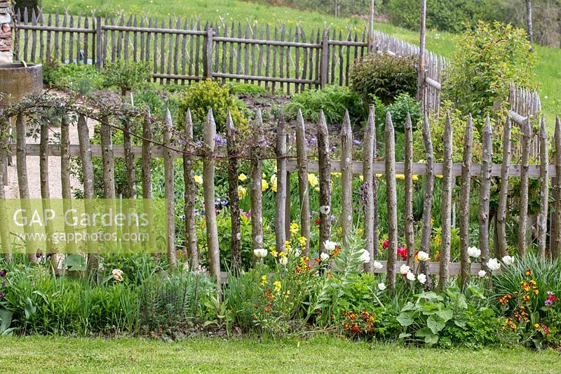 Le jardin d'un fermier traditionnel est séparé des environs par une clôture en bois. Les plantes sont des tulipes et Erysimum - giroflées