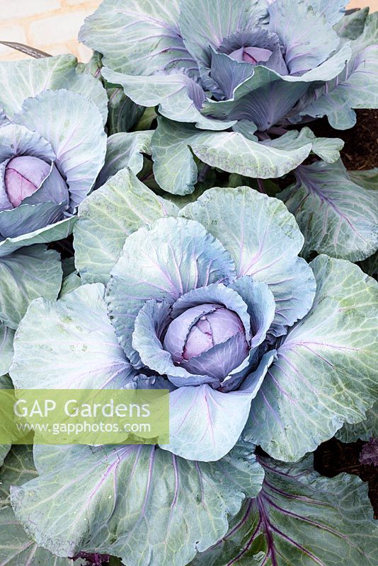 Chou rouge - Brassica olercea 'Red Drumhead' - RHS Hampton Court Flower Show 2017, - RHS Kitchen Garden - Designer: Juliet Sargeant - Constructeur: Sandstone Design