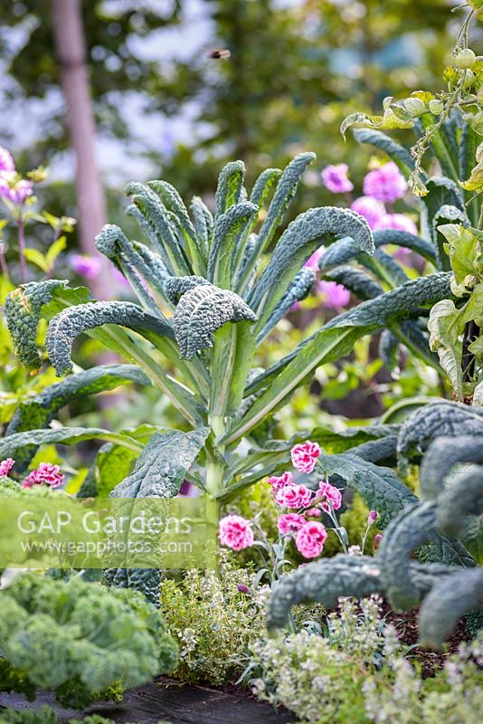 Kale 'Cavolo Nero' et œillet rose - RHS Hampton Court Flower Show 2017, - RHS Kitchen Garden - Designer: Juliet Sargeant - Constructeur: Sandstone Design