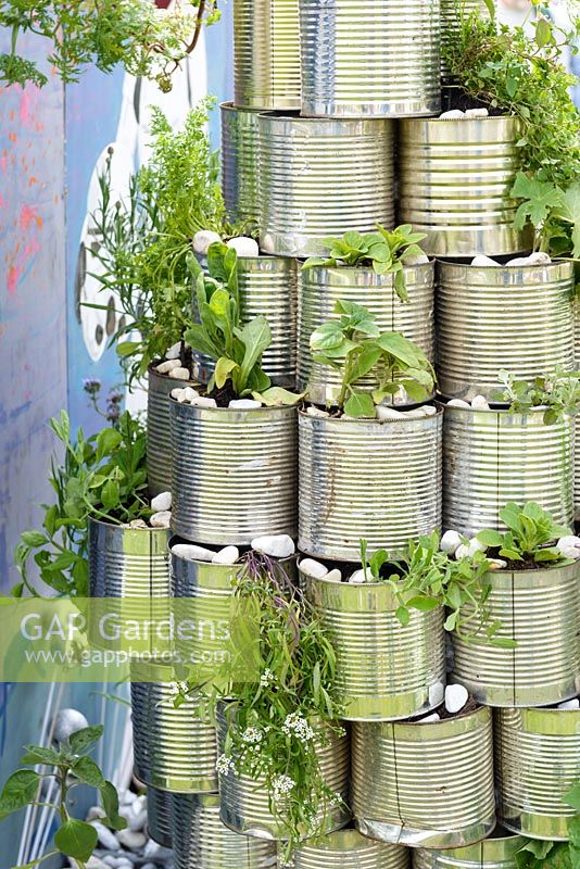 Boîtes de conserve comme jardinières originales avec tournesols - School Gardens - RHS Malvern Spring Festival 2017