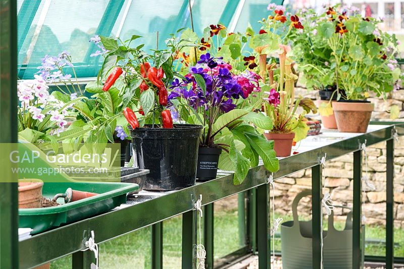 À effet de serre avec des fleurs et des plantes de poivron en pots - Jardin de santé et de bien-être - RHS Malvern Spring Festival 2017