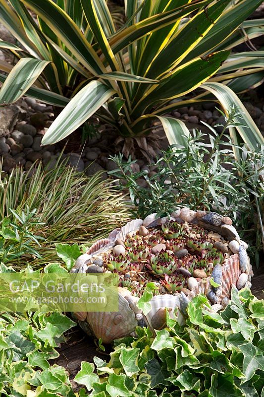 Pots en coquillage remplis de Sempervivums et entourés de lierre, Carex et Yucca gloriosa