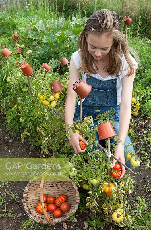 Jeune fille cueillant des tomates sur l'attribution, des cannes protégées avec des pots de fleurs comme mesure de sécurité pour éviter les lésions oculaires. Tomate 'Costaluto Fiorentina'