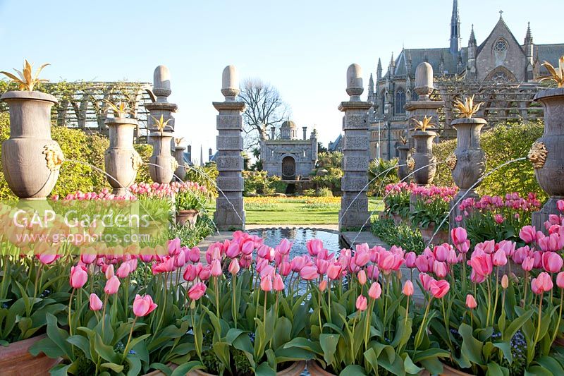 Tulipa 'Impression rose' dans des pots à côté de la piscine et des fontaines à eau à l'italienne dans le jardin du collectionneur Earl au château d'Arundel, Sussex au printemps. Jardinier en chef: Martin Duncan