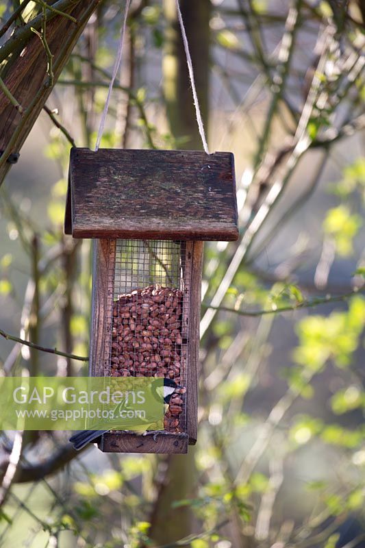 Mésange charbonnière mangeant des arachides