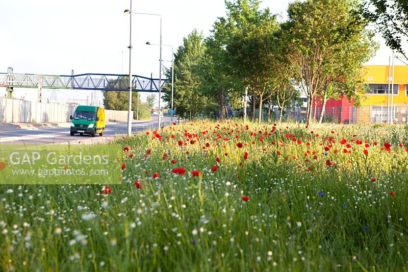 Plantation de fleurs sauvages sur le bord de la route dans l'Est de Londres