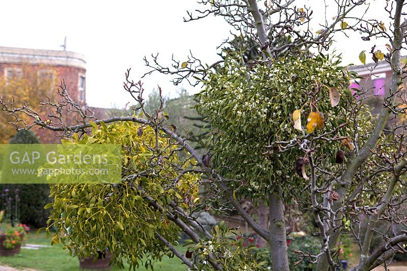 Le gui poussant sur l'arbre fruitier, Viscum album dans le jardin communautaire