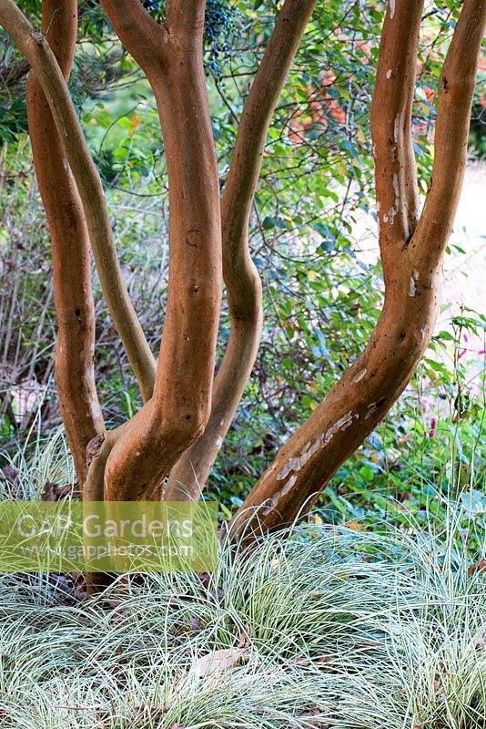 Écorce de Luma apiculata - Myrte chilien