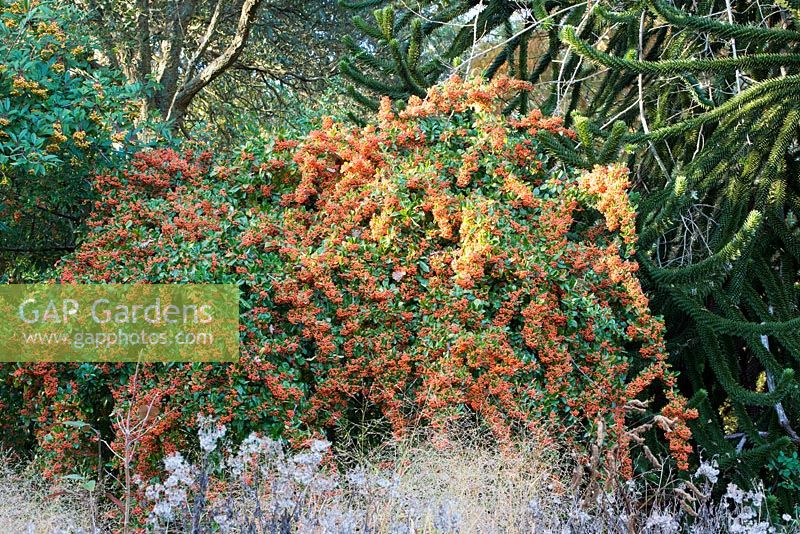 Pyracantha lalandei - Firethorn ou firethorn rouge couvert de baies avec Panicum virgatum - Switchgrass